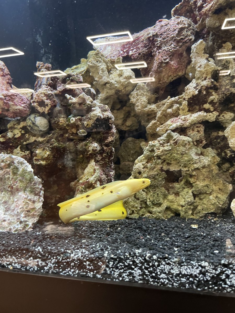 My new Golden Banana Moray Eel | Reef2Reef