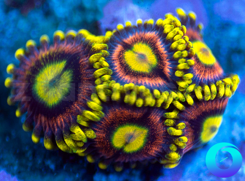 58-Lemon-Devils-zoa-B236.jpg