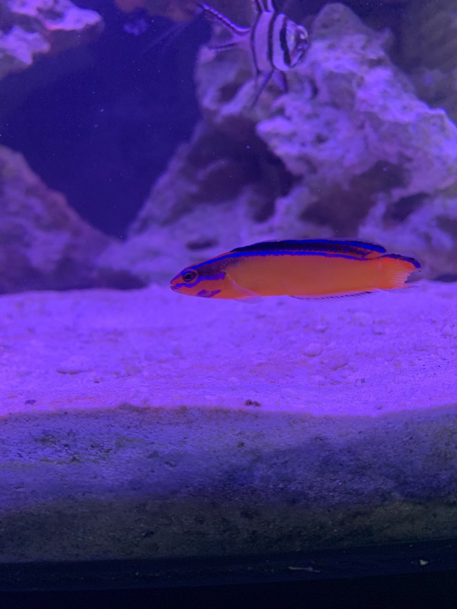 Neon dottyback damaged fins?  REEF2REEF Saltwater and Reef