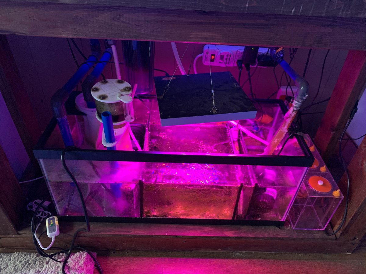 Texas Drilled 40 gallon breeder REEF2REEF Saltwater and Reef