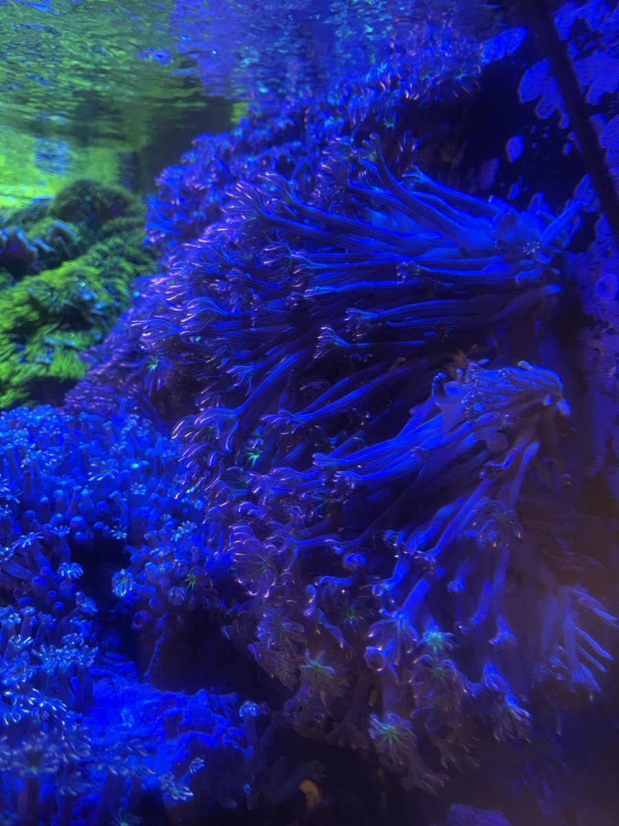 Firework clove rock - how much? | Reef2Reef