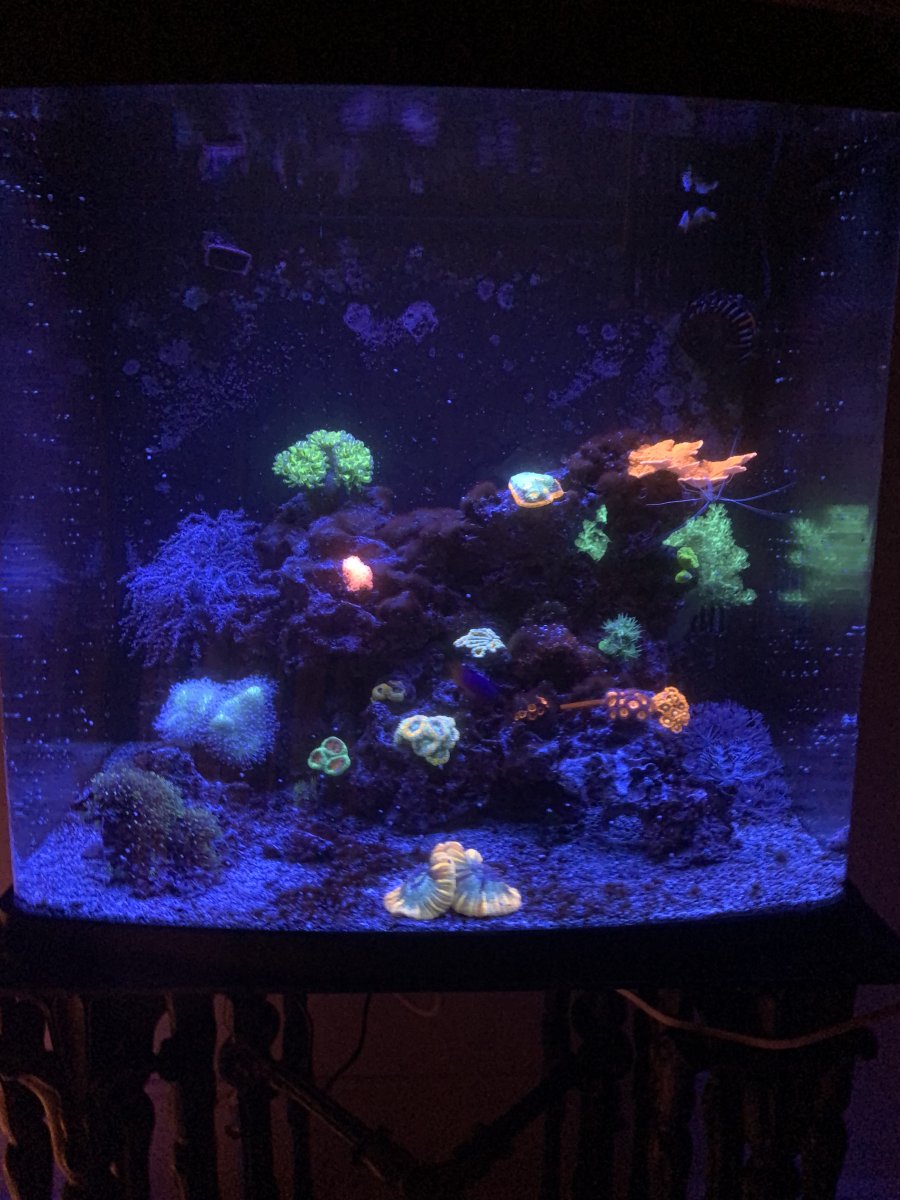 Will this Goni ever recover? | Reef2Reef