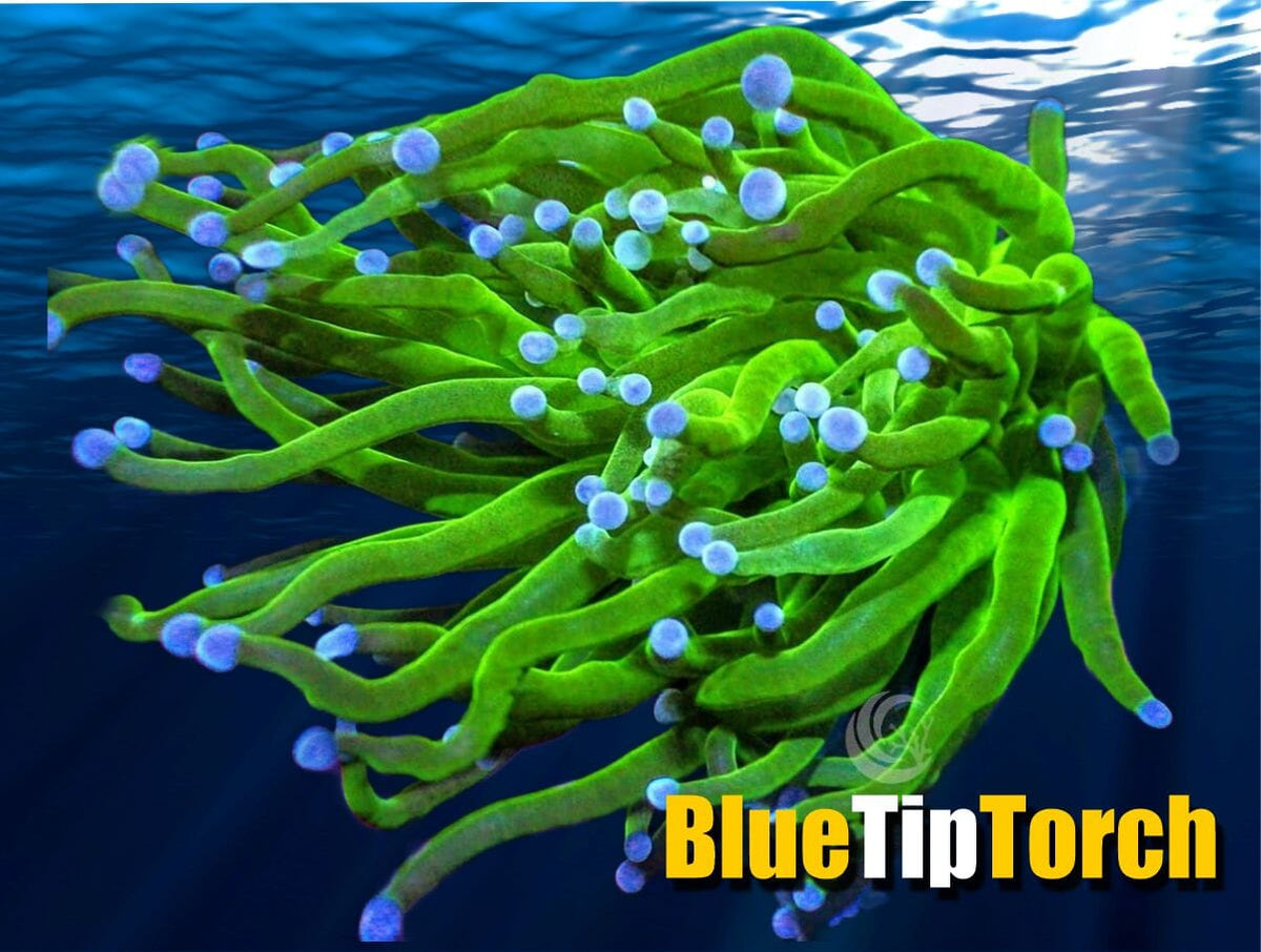 59BlueTipTorch_1200x.jpg