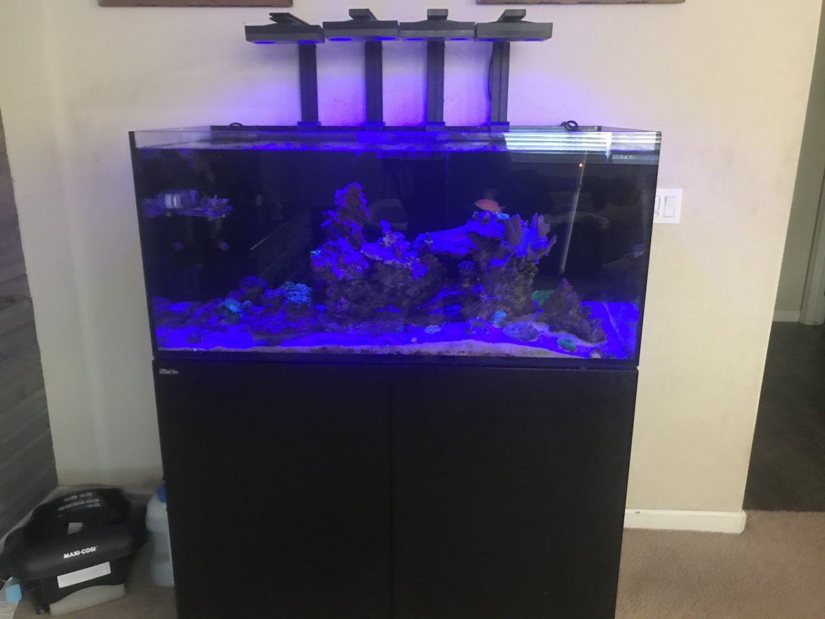 California - Aquariums - Red Sea 425xl System 900 obo picked up | Reef2Reef