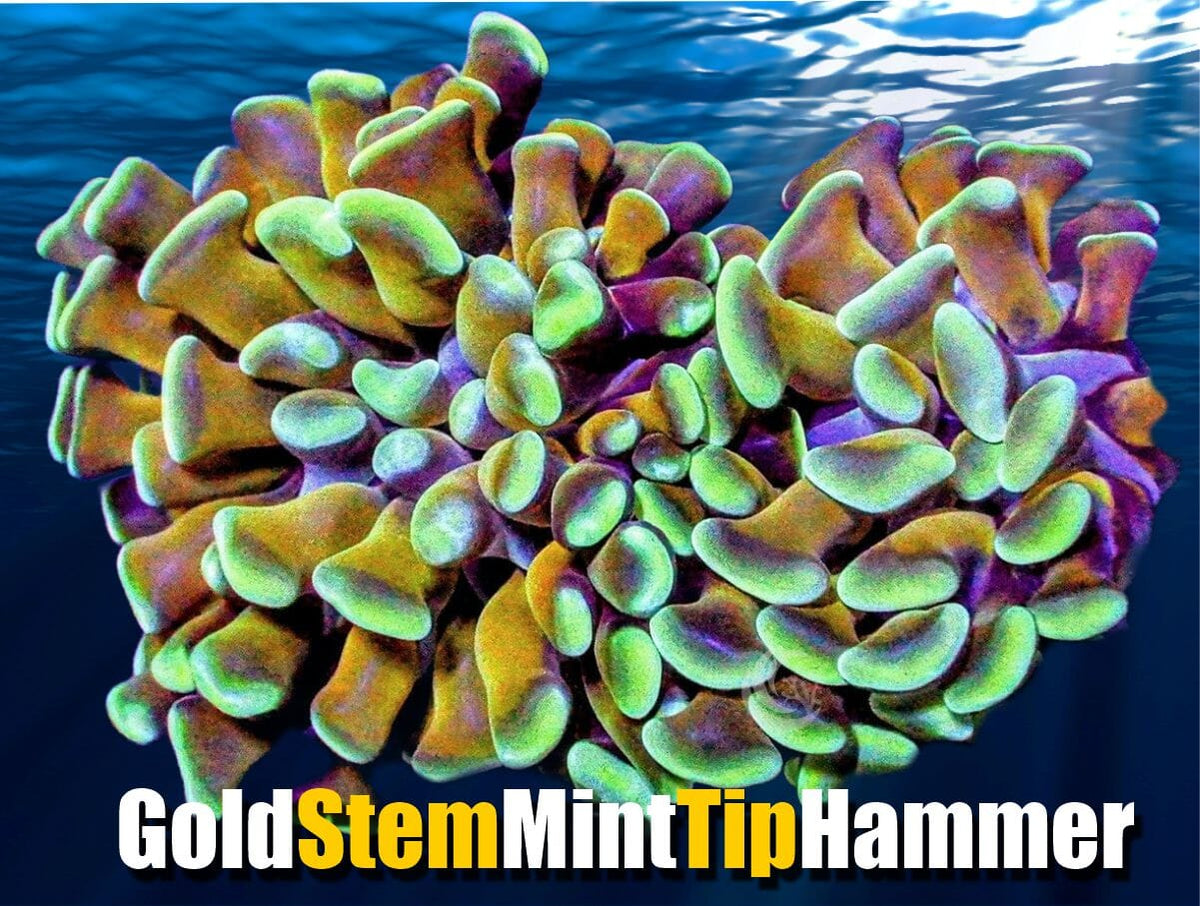 59GoldStemMintTip_1200x.jpg