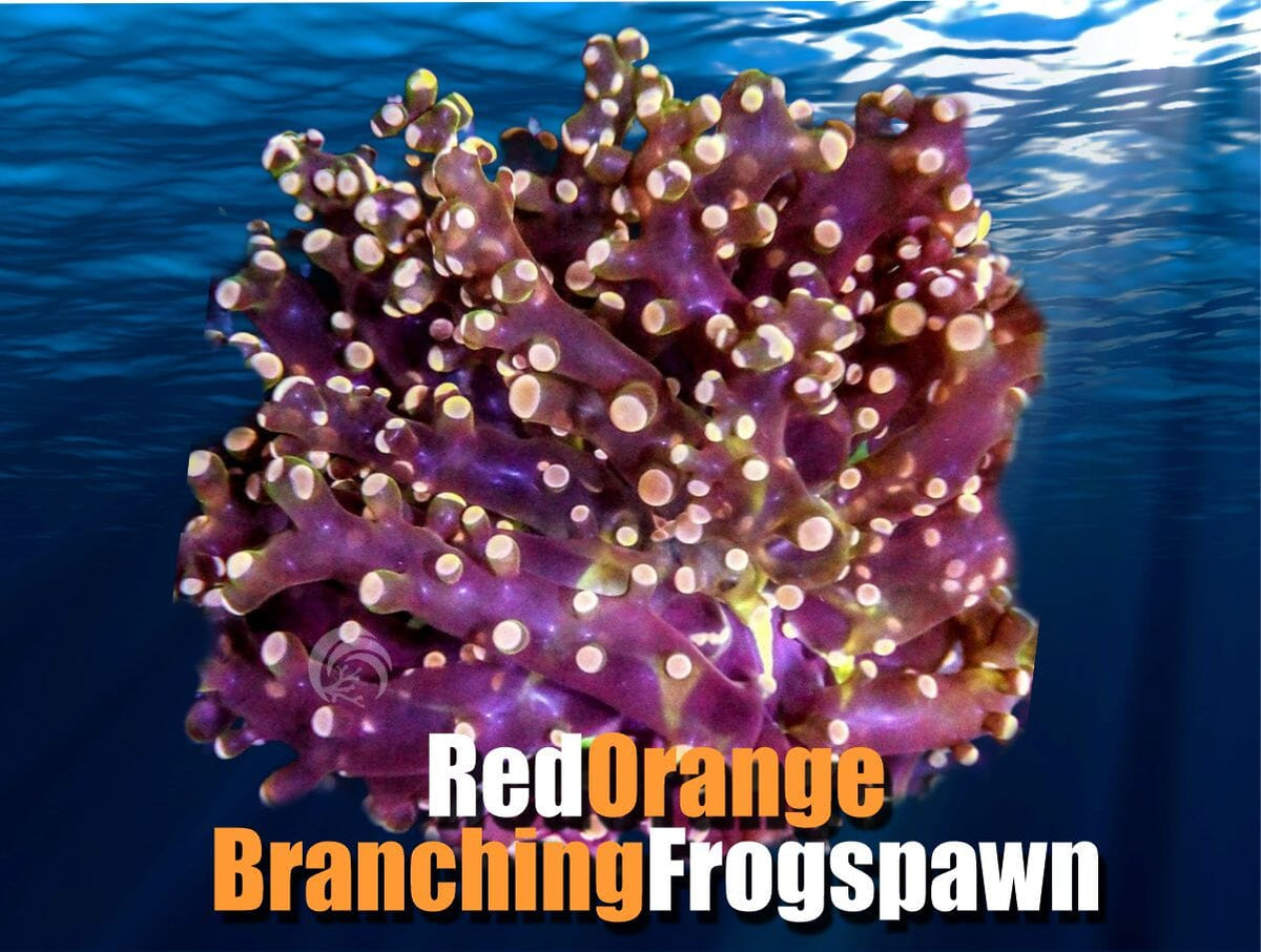 59RedOrangeFrogspawn_1200x.jpg