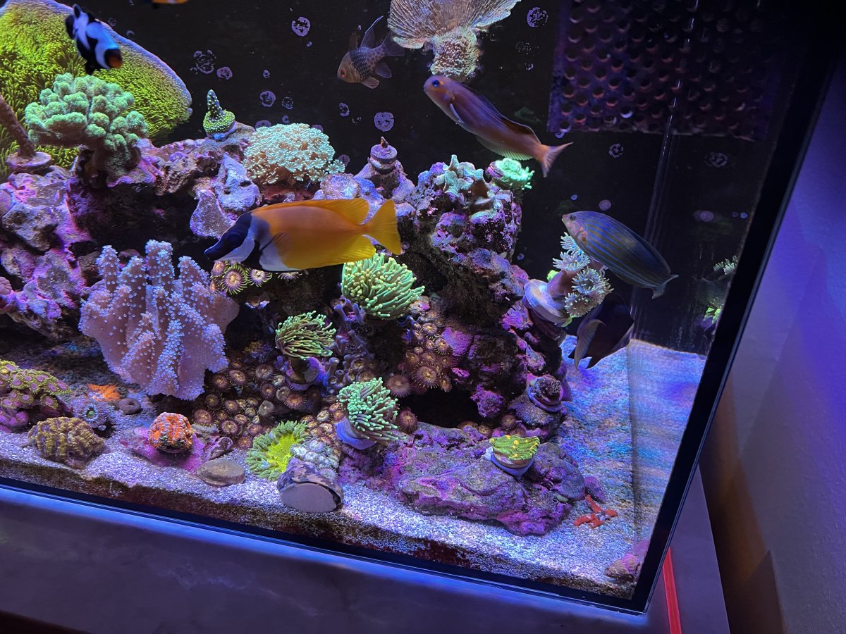 Snow day = tank day | Reef2Reef