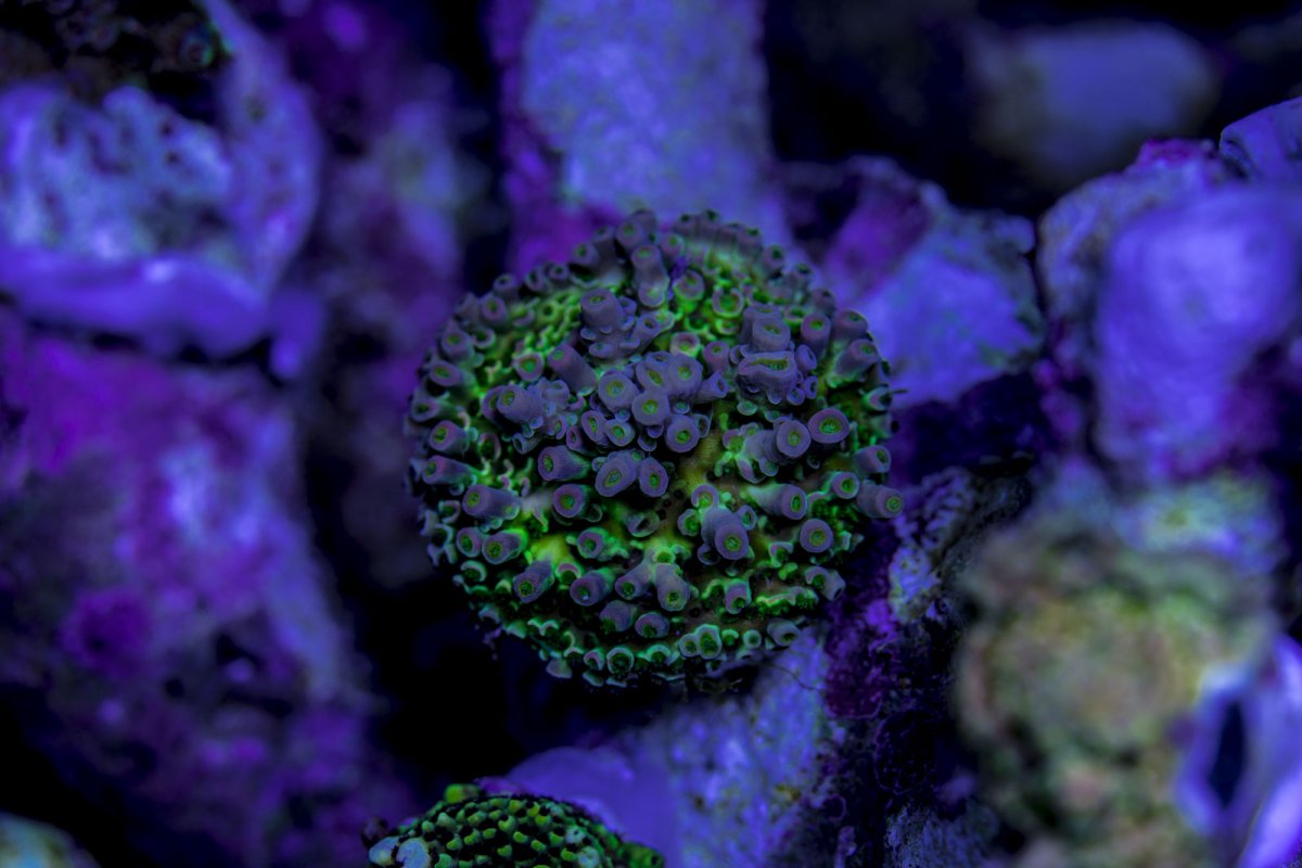 5b5_24.jpg