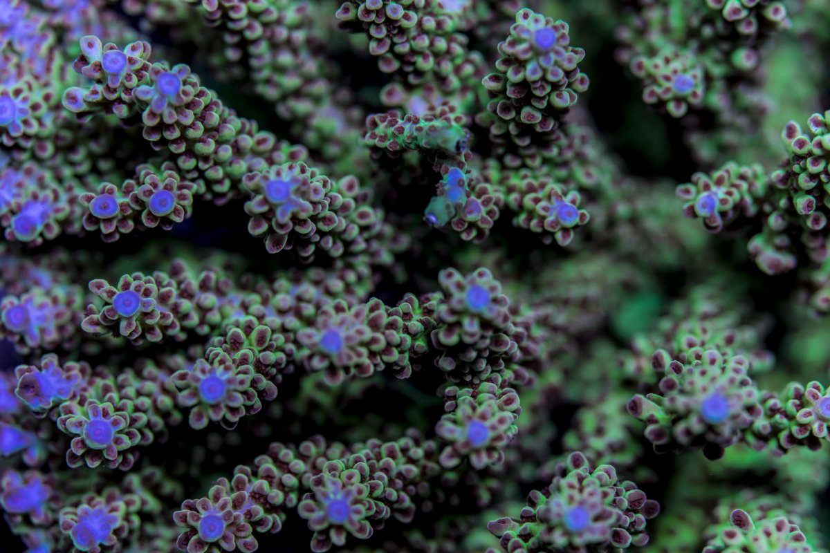 5b5_25.jpg