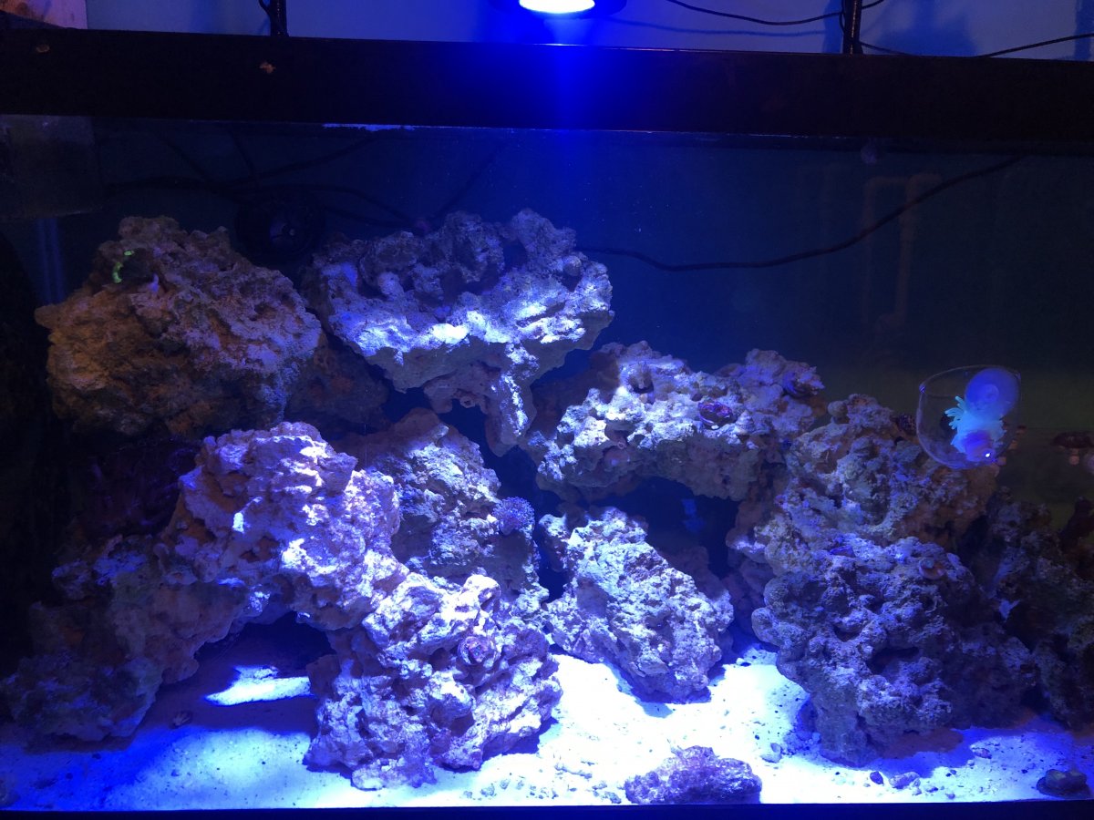 Kessil A350 review, just about the best stand alone LED