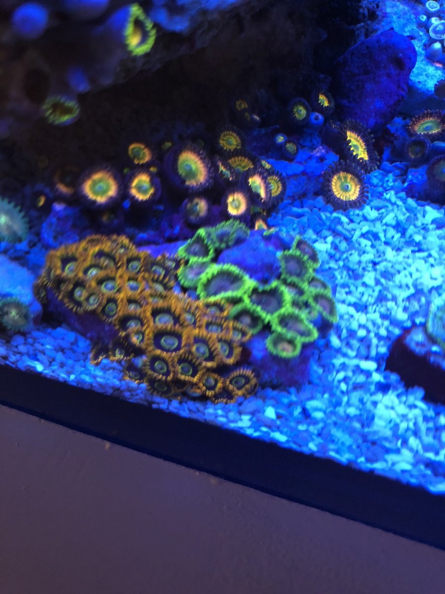 California - Zoa colonies. All zoas have to go! | Reef2Reef