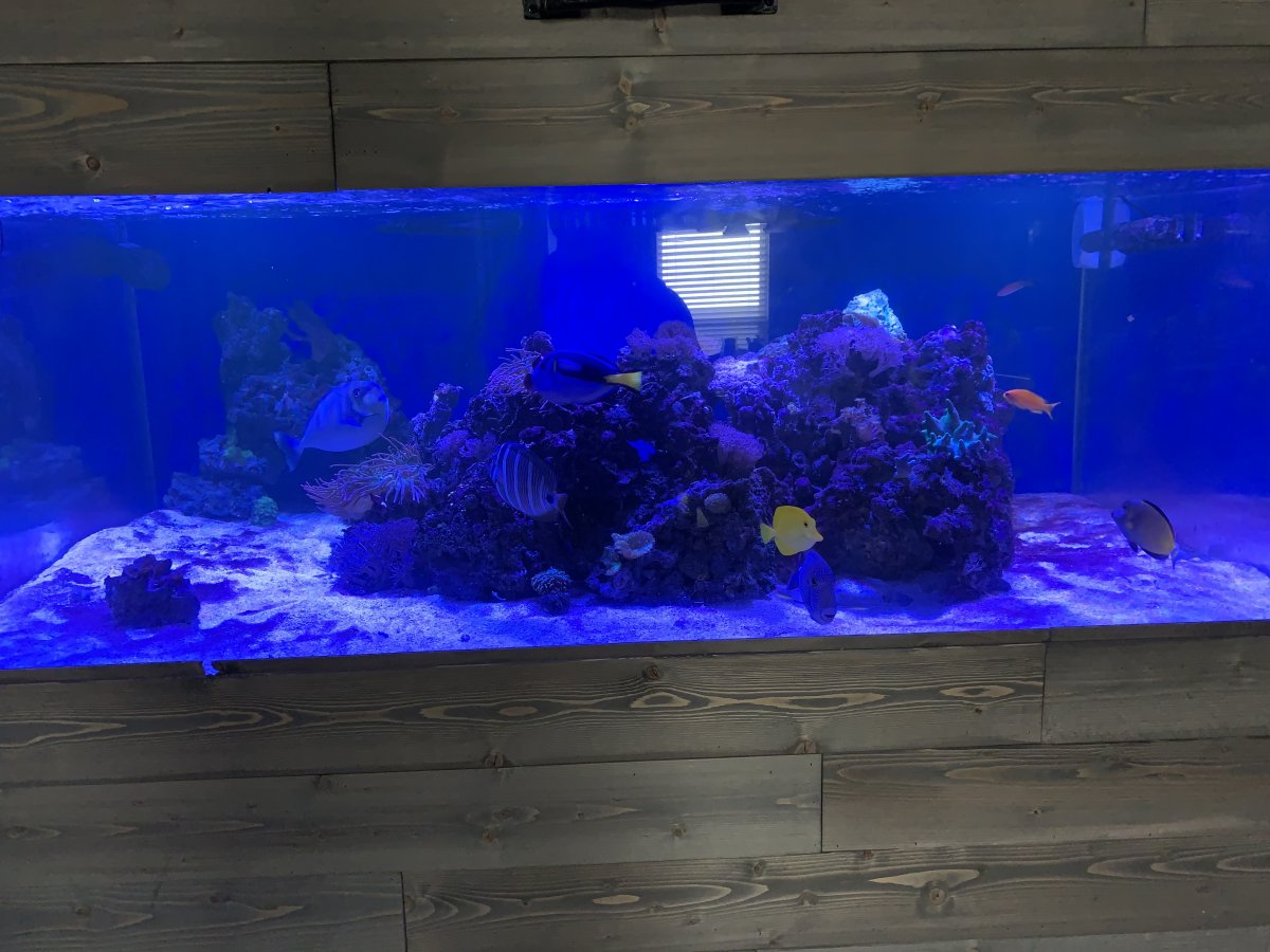 400 gallon aquarium for sale craigslist shop