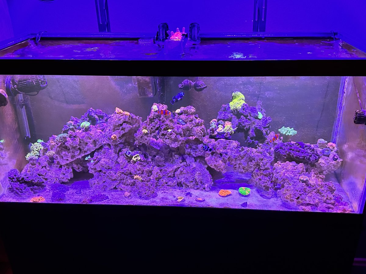 75 gallon reef tank sale