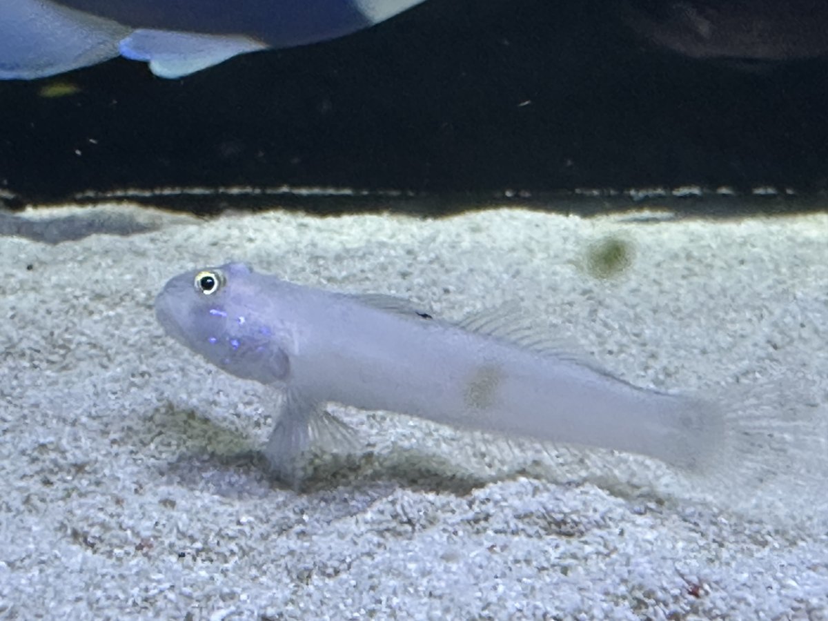 Chalk clearance goby care