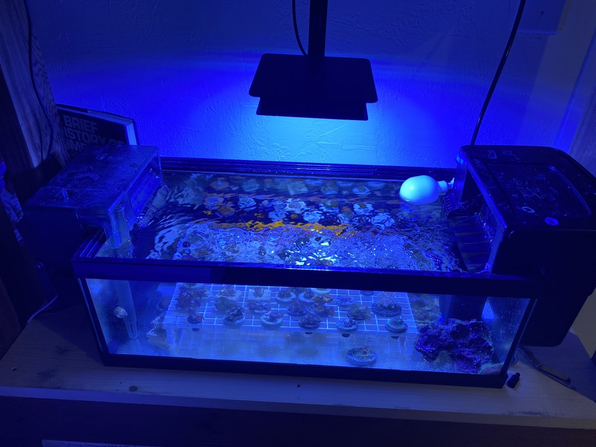 Let’s see your LOW TECH reef! | Page 4 | Reef2Reef