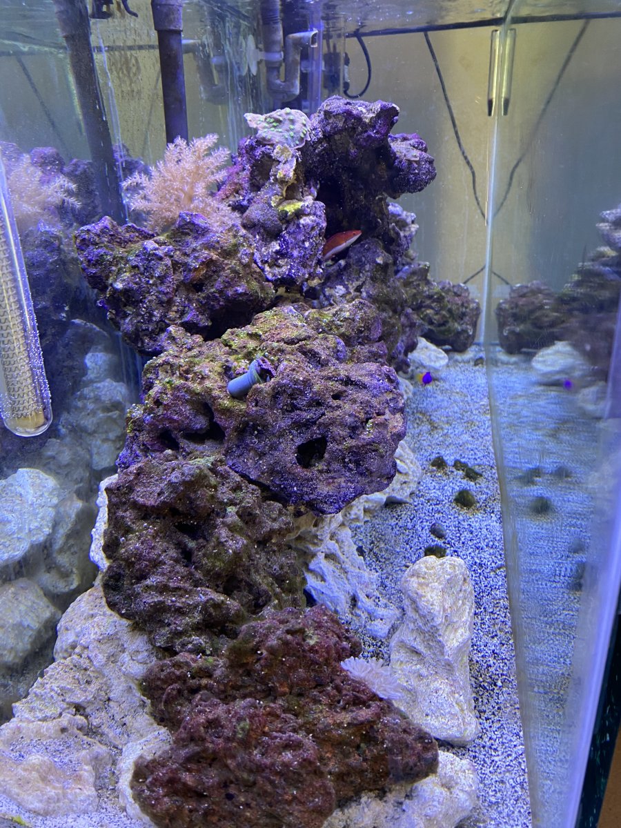 Hello - First reef build 55g low tech after 10 years away (long read ...