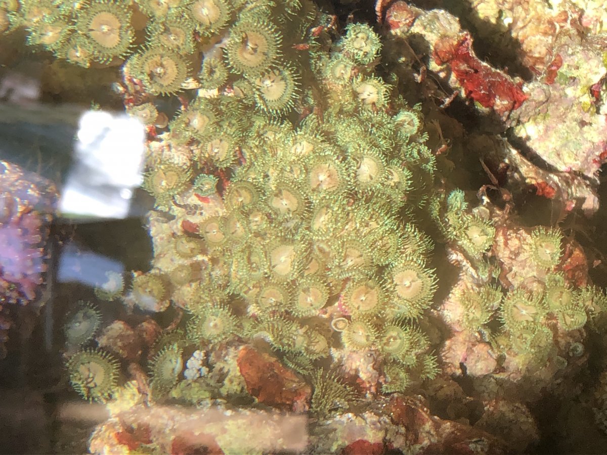 6 - Green Brown Polyps.JPG