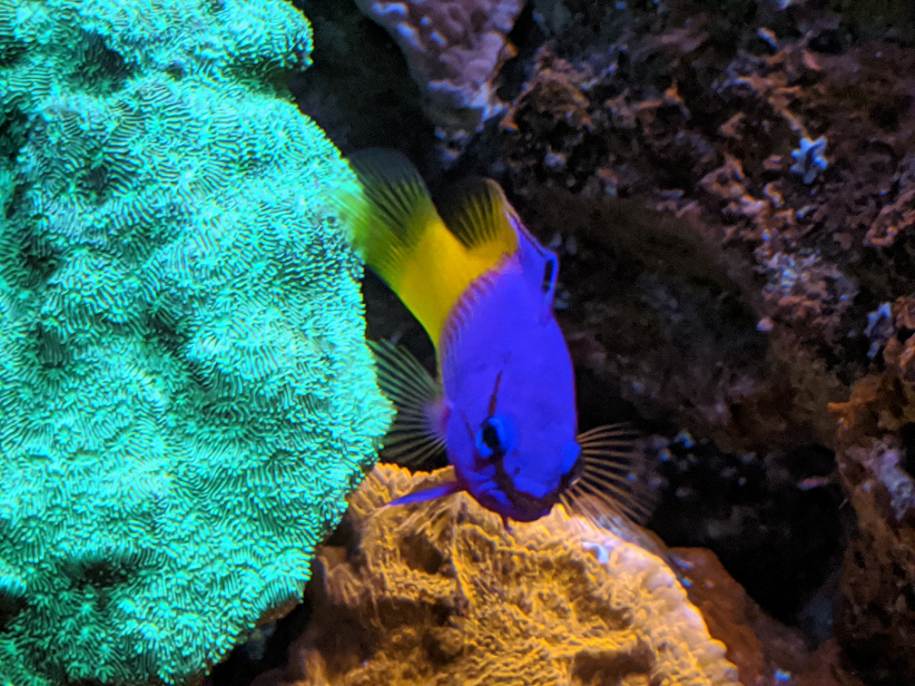 Build Thread - GoVols: Red Sea S-400 | Page 148 | REEF2REEF Saltwater ...