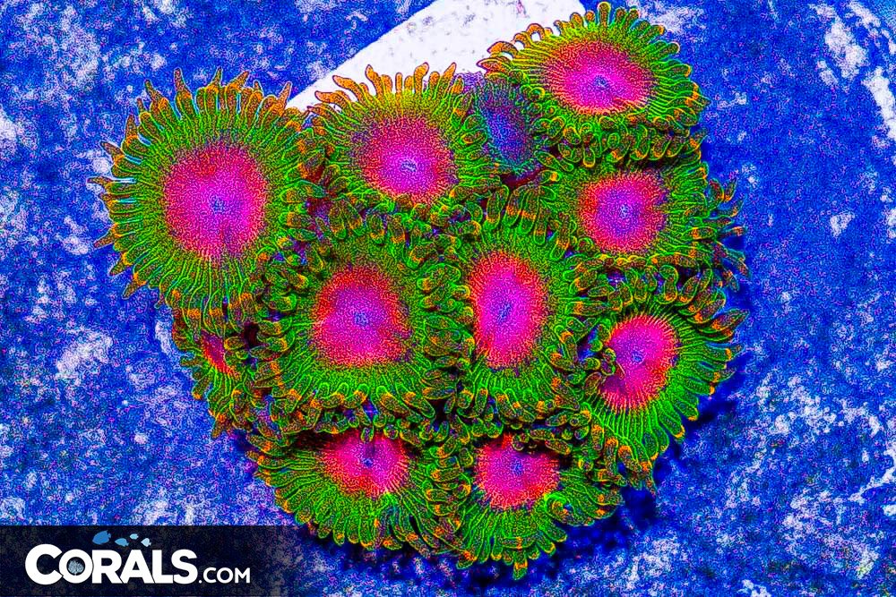 **CRAZY Rainbow Lord Frags! All New Frags & Frag Packs Update!** New ...
