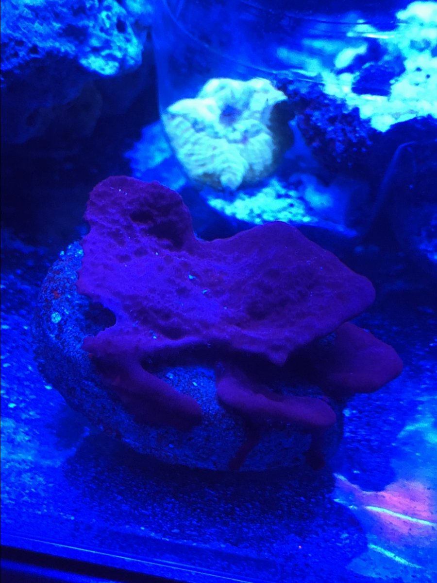 6. PurplePlating Sponge.jpg