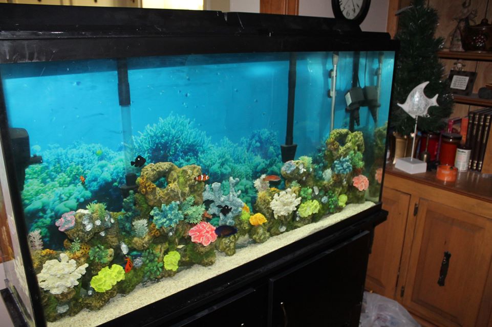 Build Thread My 60 Gallon Fish Only REEF2REEF Saltwater and