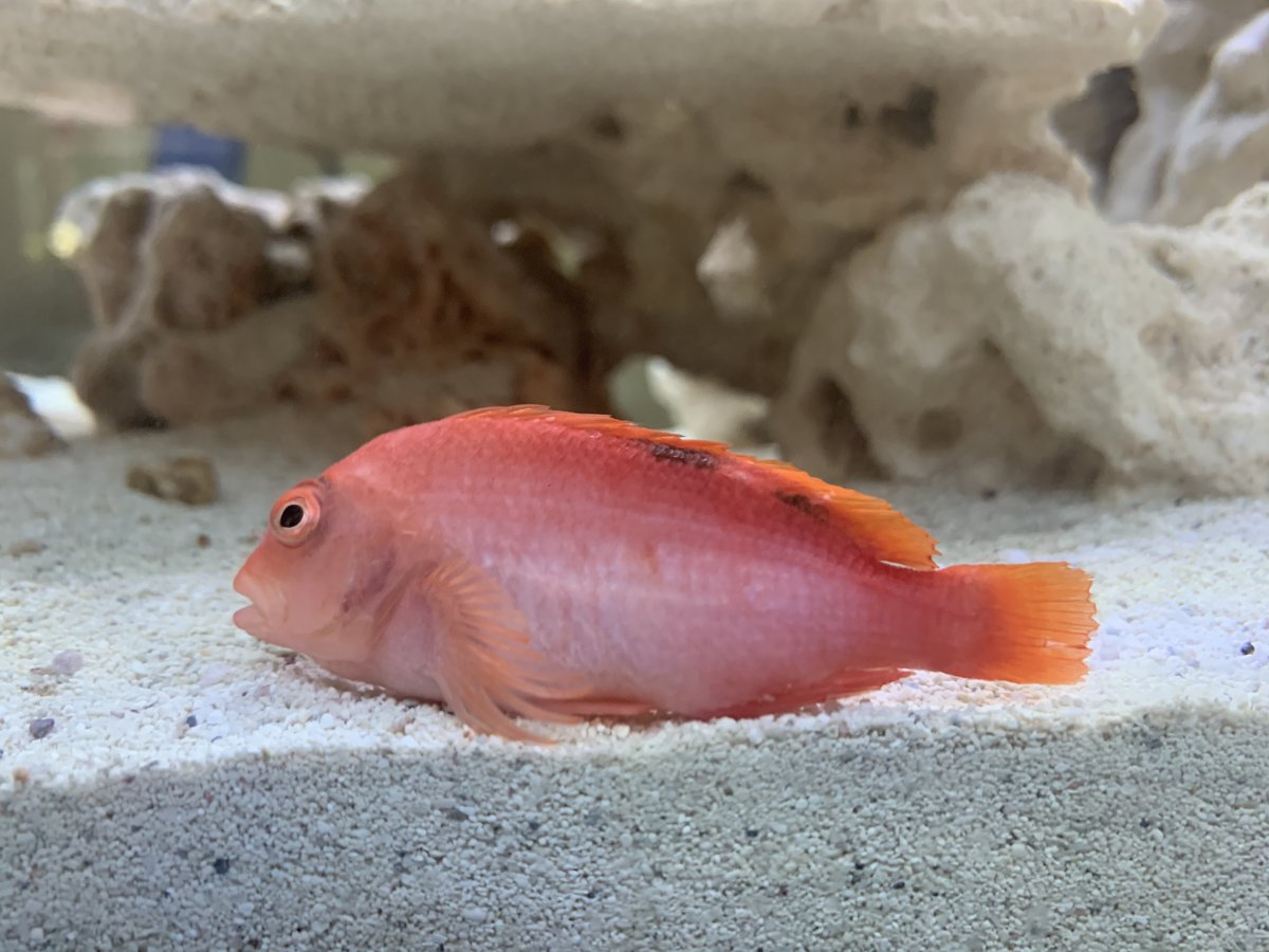 Flame sales hawkfish care