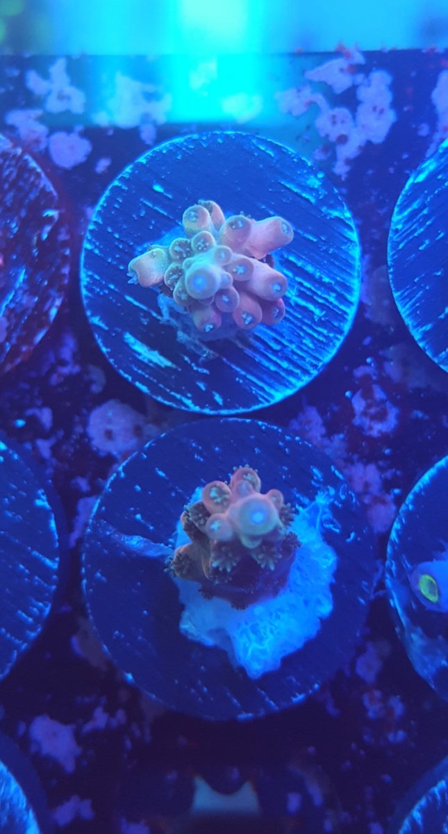 California - TGC Inner Core | Reef2Reef