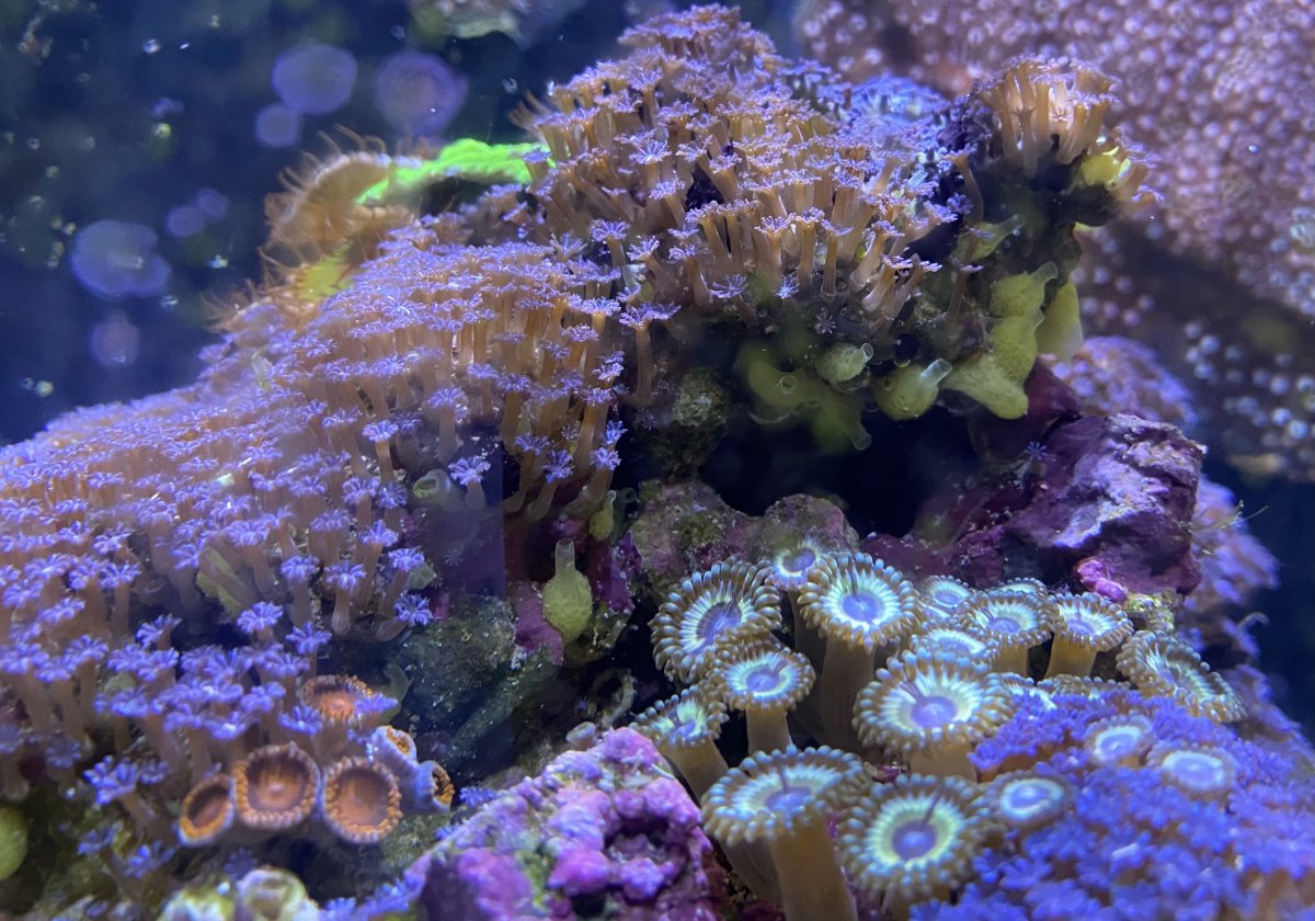 Reef2reef Reef Pi