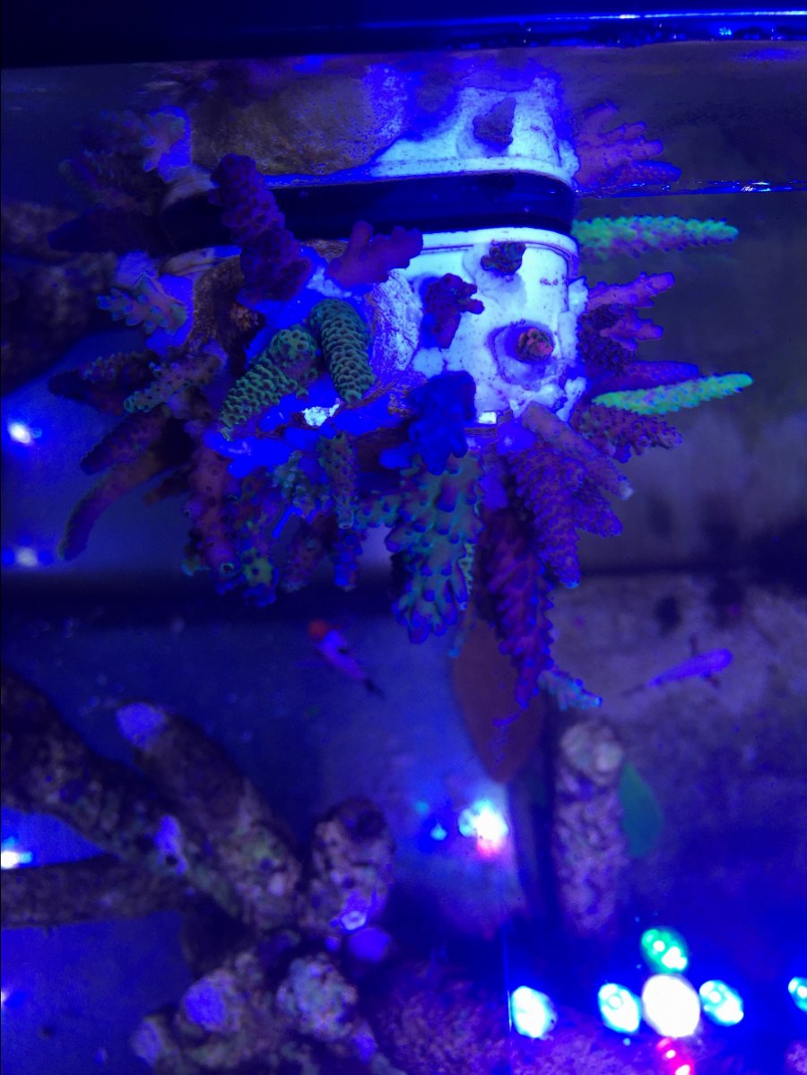611BBADE-1F29-4032-9D3C-FA5A1F263883.jpeg