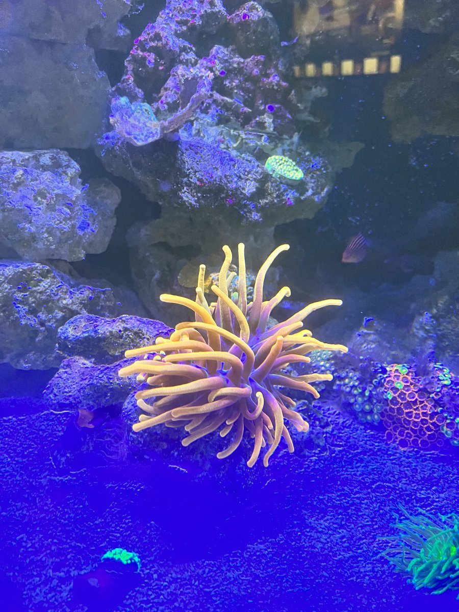 Chicago sunburst anemone question | Reef2Reef