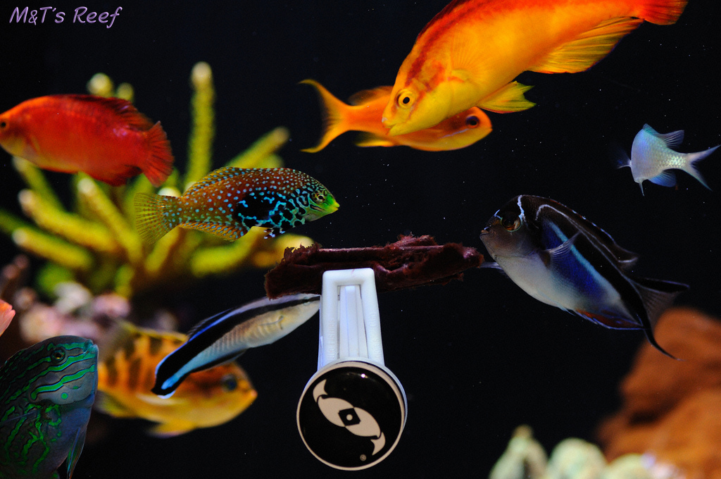 POLL: How often do you feed your fish and more? | REEF2REEF Saltwater and Reef Aquarium Forum