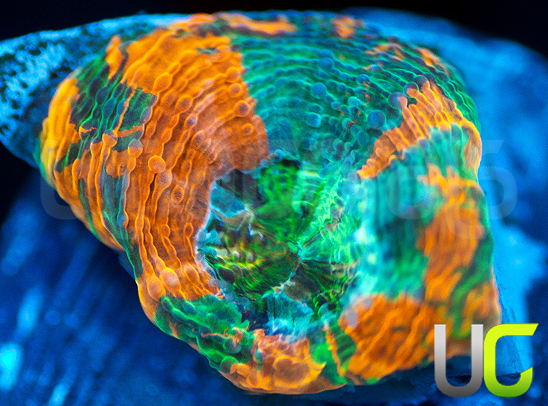 63-211-BigR-Gumdrop-Acan-Echinata-B51.jpg