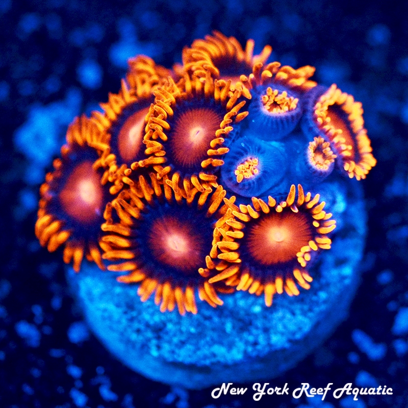 Ideas for showstopper zoa colonies next to gold hammer | Reef2Reef