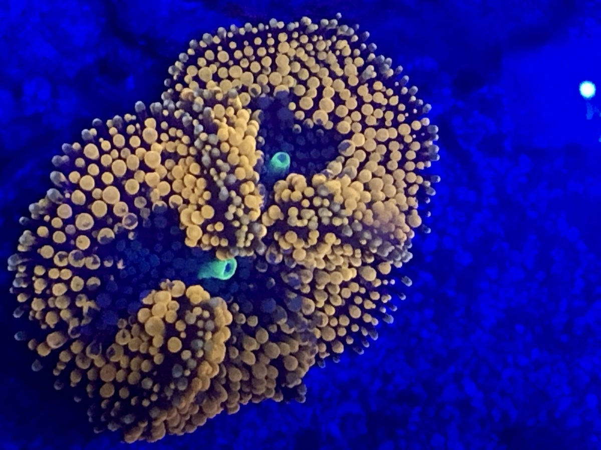 6353F2AE-5145-4FA4-AAB0-FCD013F2C0A2.jpeg