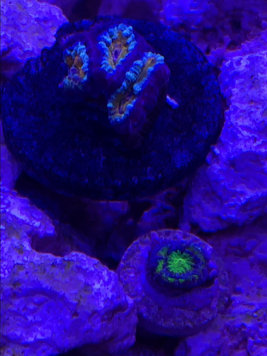 First Tank Ever - BioCube 32 Newbie Build | Page 11 | Reef2Reef