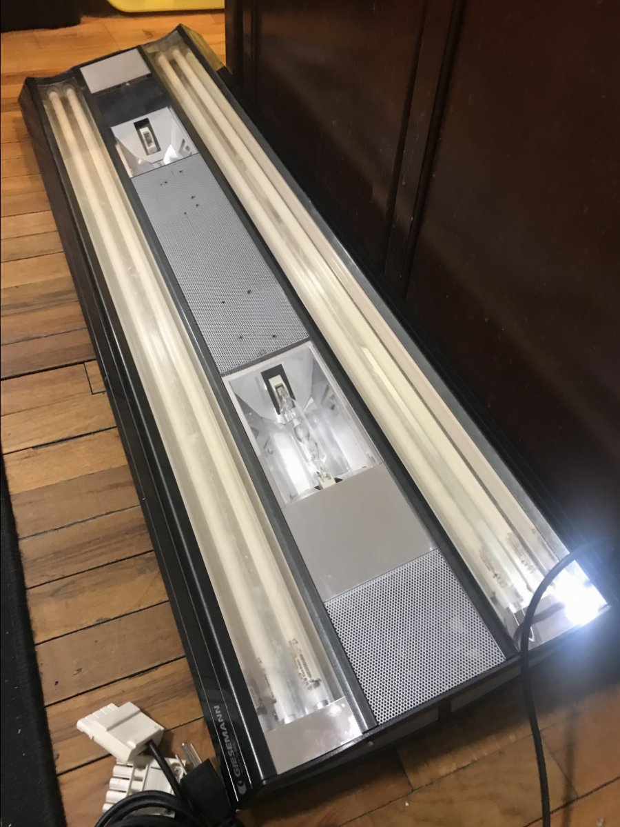 New York - 4 Foot Giesemann Infiniti T5&MH hybrid $450 | Reef2Reef