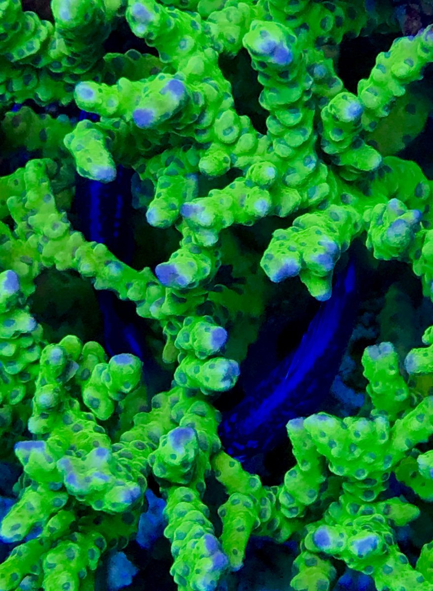 green goblin anacropora | REEF2REEF Saltwater and Reef Aquarium Forum