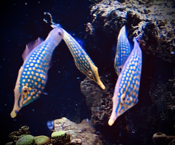 Orange Spotted Filefish Quit Eating | Reef2Reef