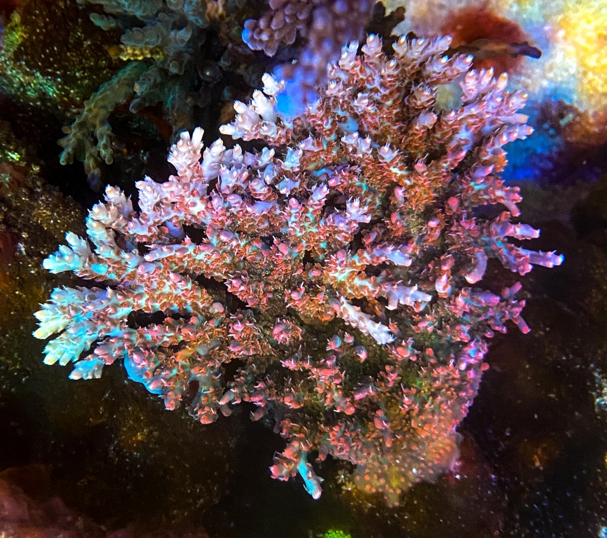 Zeovit reef tanks of the world | Page 22 | Reef2Reef
