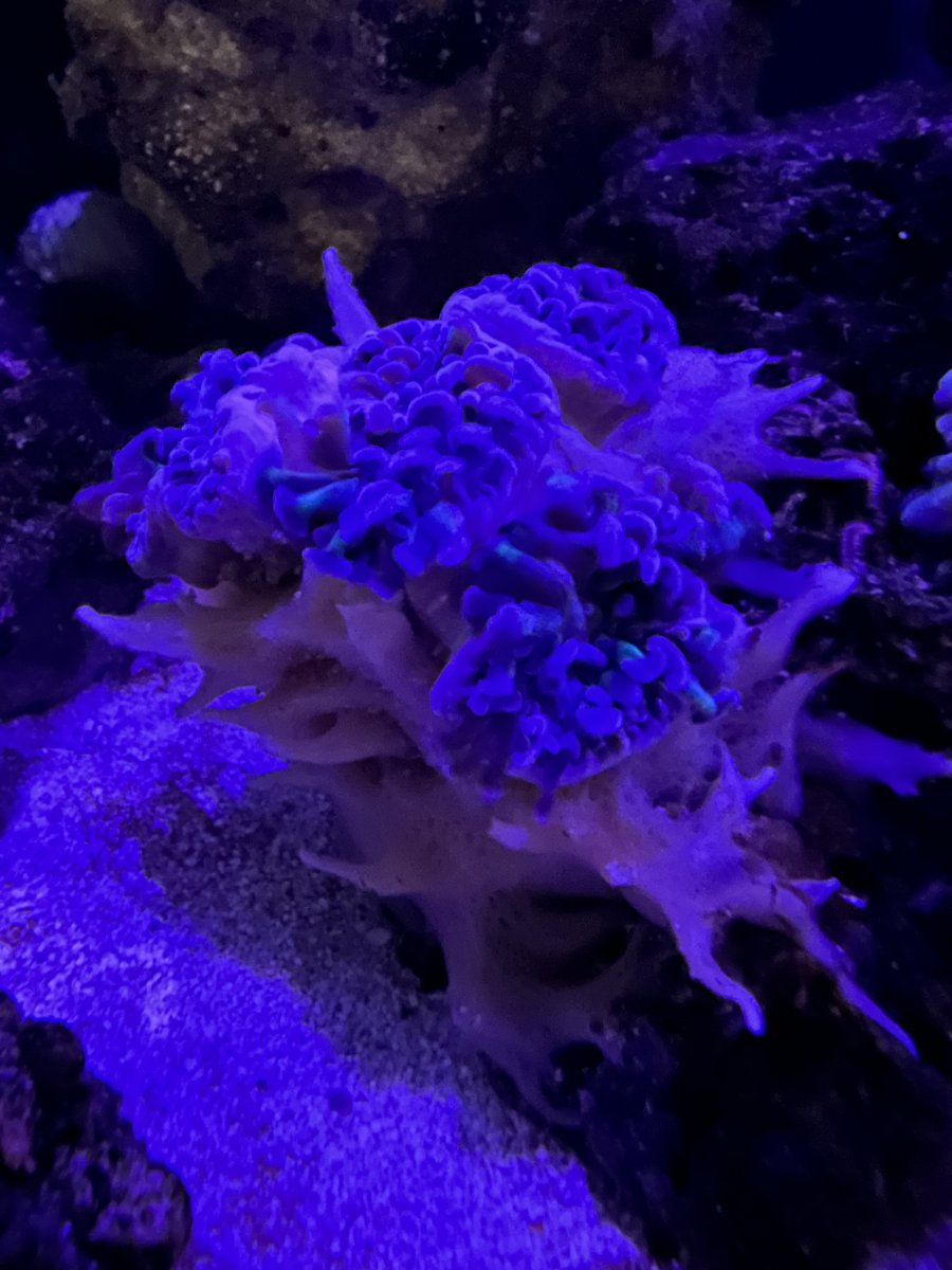 At what point do you remove a sponge? | Reef2Reef