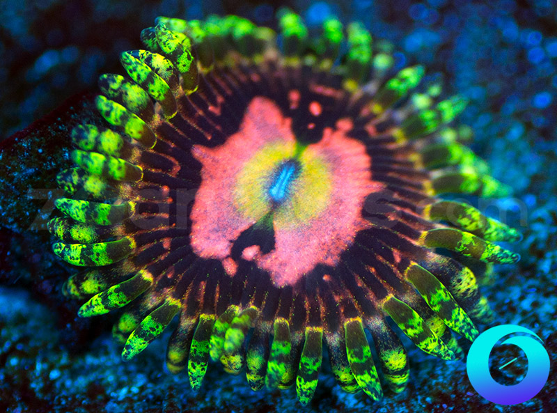 68-86-BigR-Space-Chaos-zoa-A157.jpg