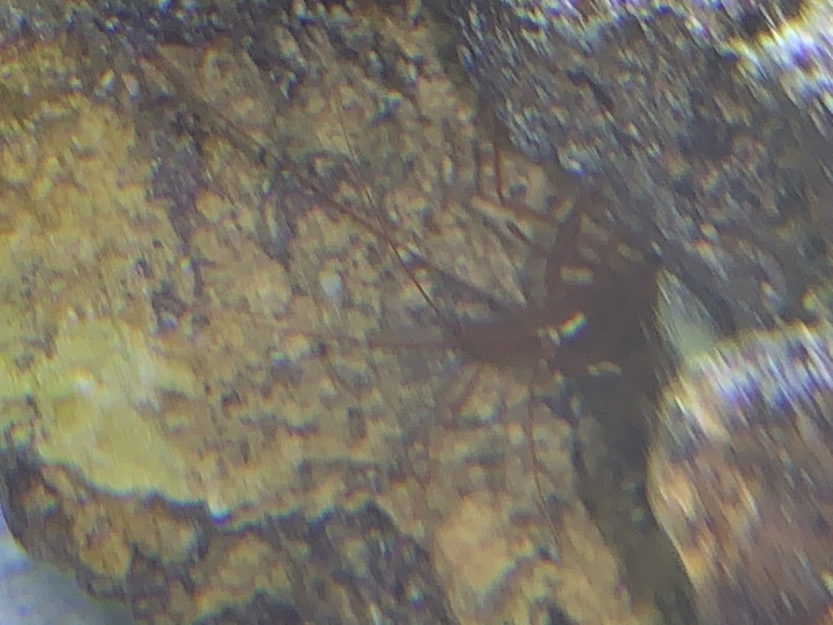 6829499A-B9C3-44ED-AEA2-EA507EA6B334.jpeg