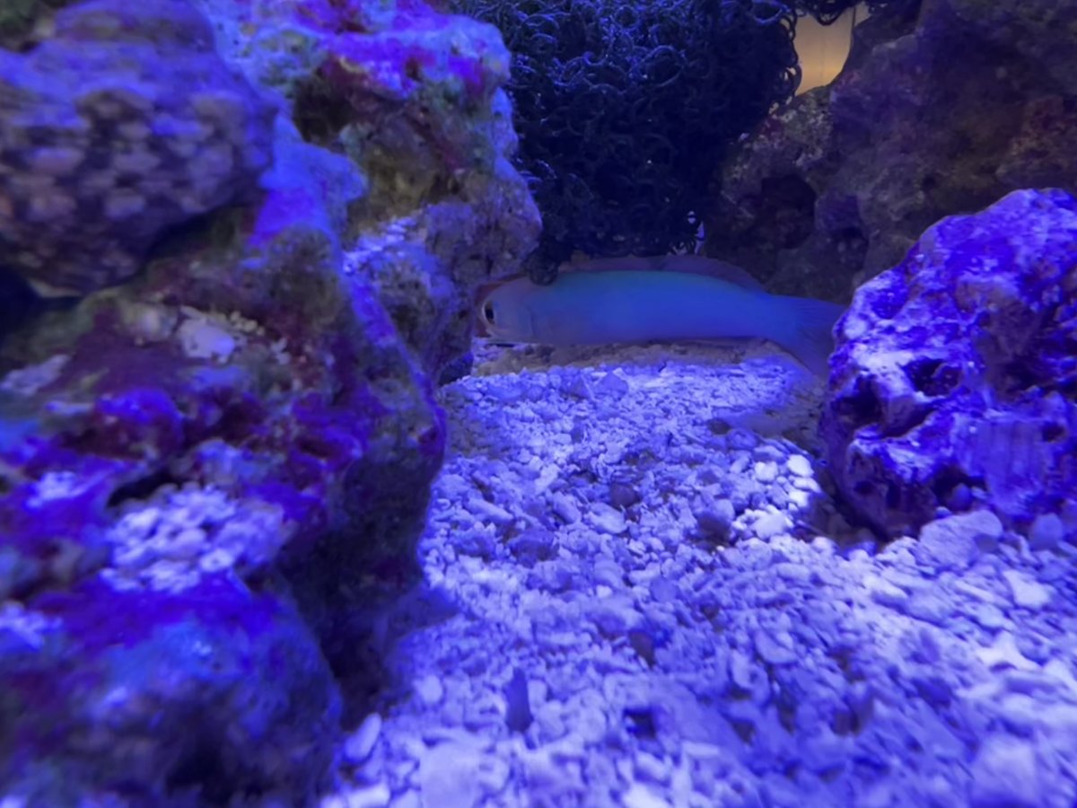My experience with a flashing tilefish Page 2 REEF2REEF Saltwater