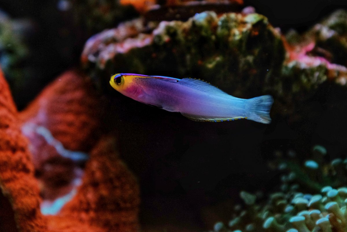 Firefish red vs purple vs exquisite vs helfrichi | Page 2 | Reef2Reef