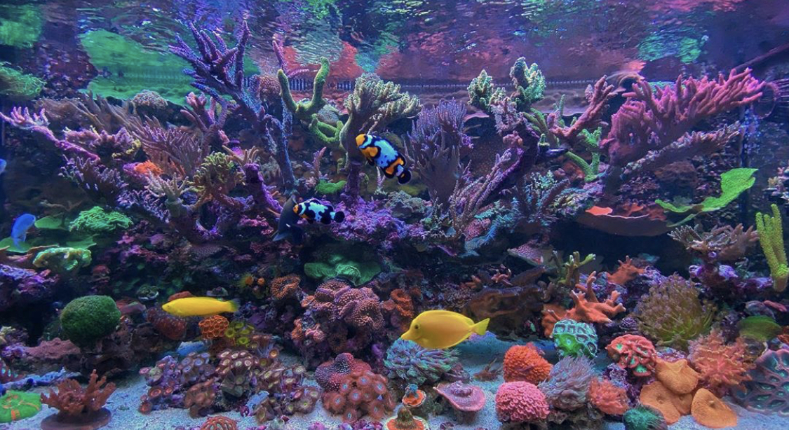 I would like to take a moment and welcome Reef Pro as the newest ...