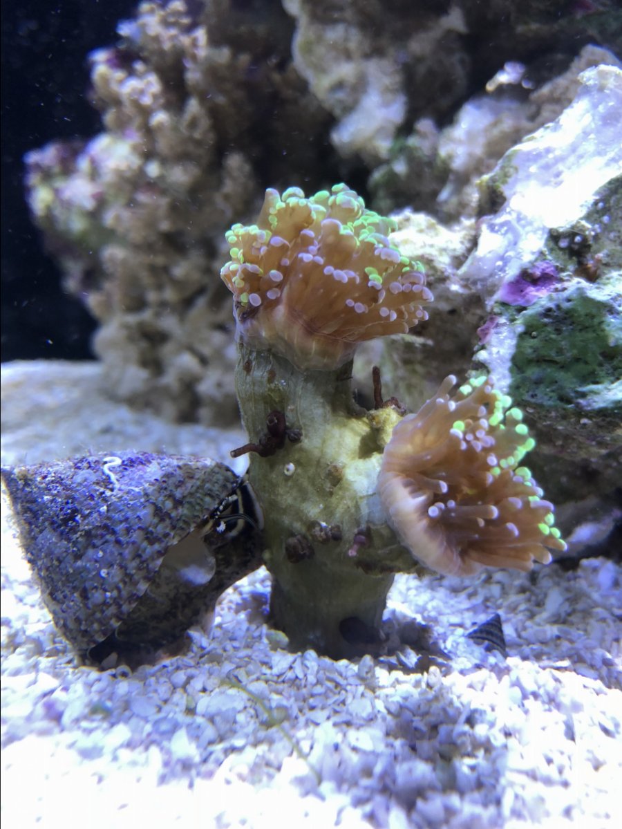 Vermetid Snail Or Tube Worm Reef2reef Saltwater And Reef
