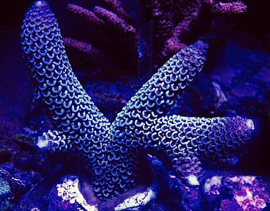 699E28BF-3B33-474A-B3DC-17E3540902BE.jpeg