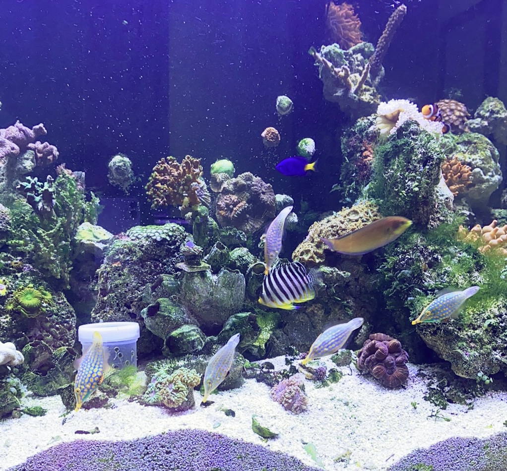 Build Thread - 150 mixed reef for gang of harlequin filefish | Reef2Reef