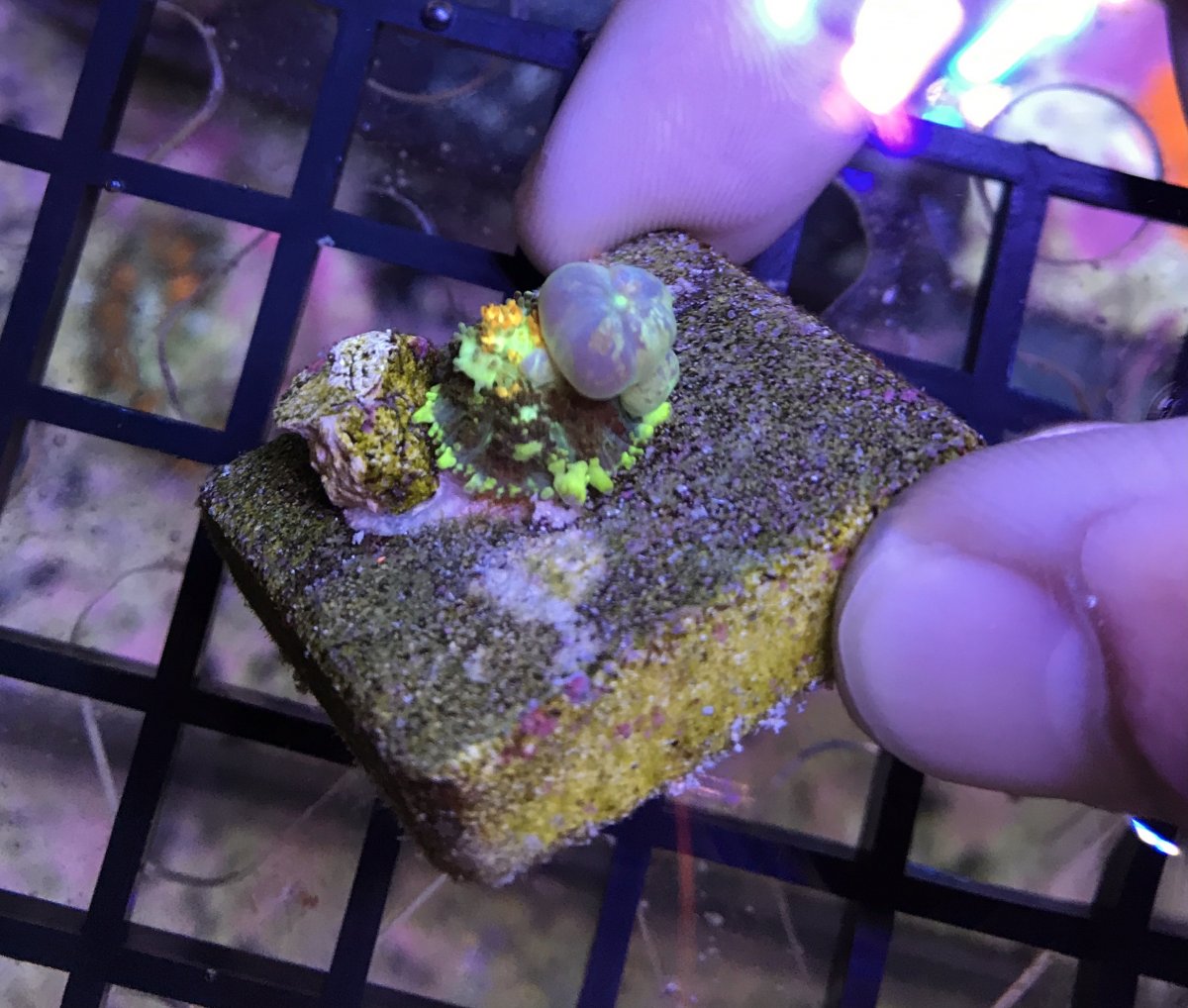 Texas Powerball Bounce Mushroom Cc And Gum Drop Reef2reef Saltwater And Reef Aquarium Forum