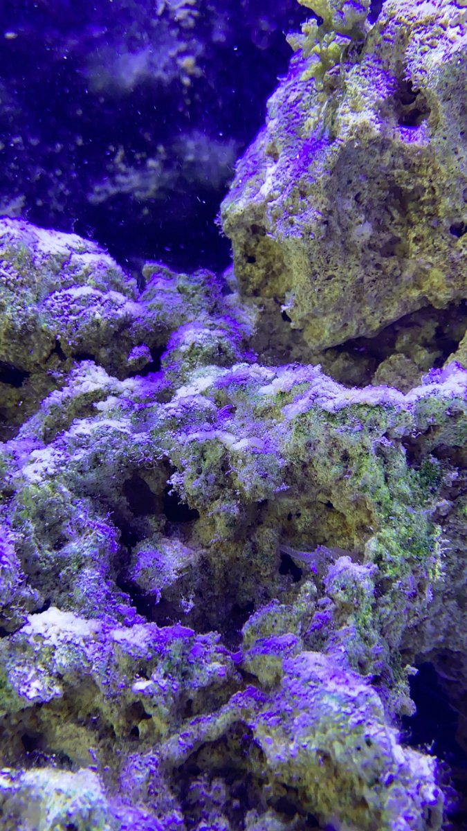 Build Thread - Luke’s Reef - Red Sea Reefer XL525 build | Page 2 ...